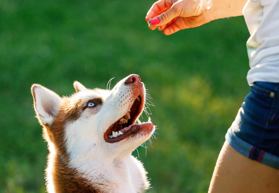 Snacks para perros